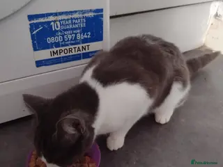 Mixed Breed cats 4 kittens - Advert 2