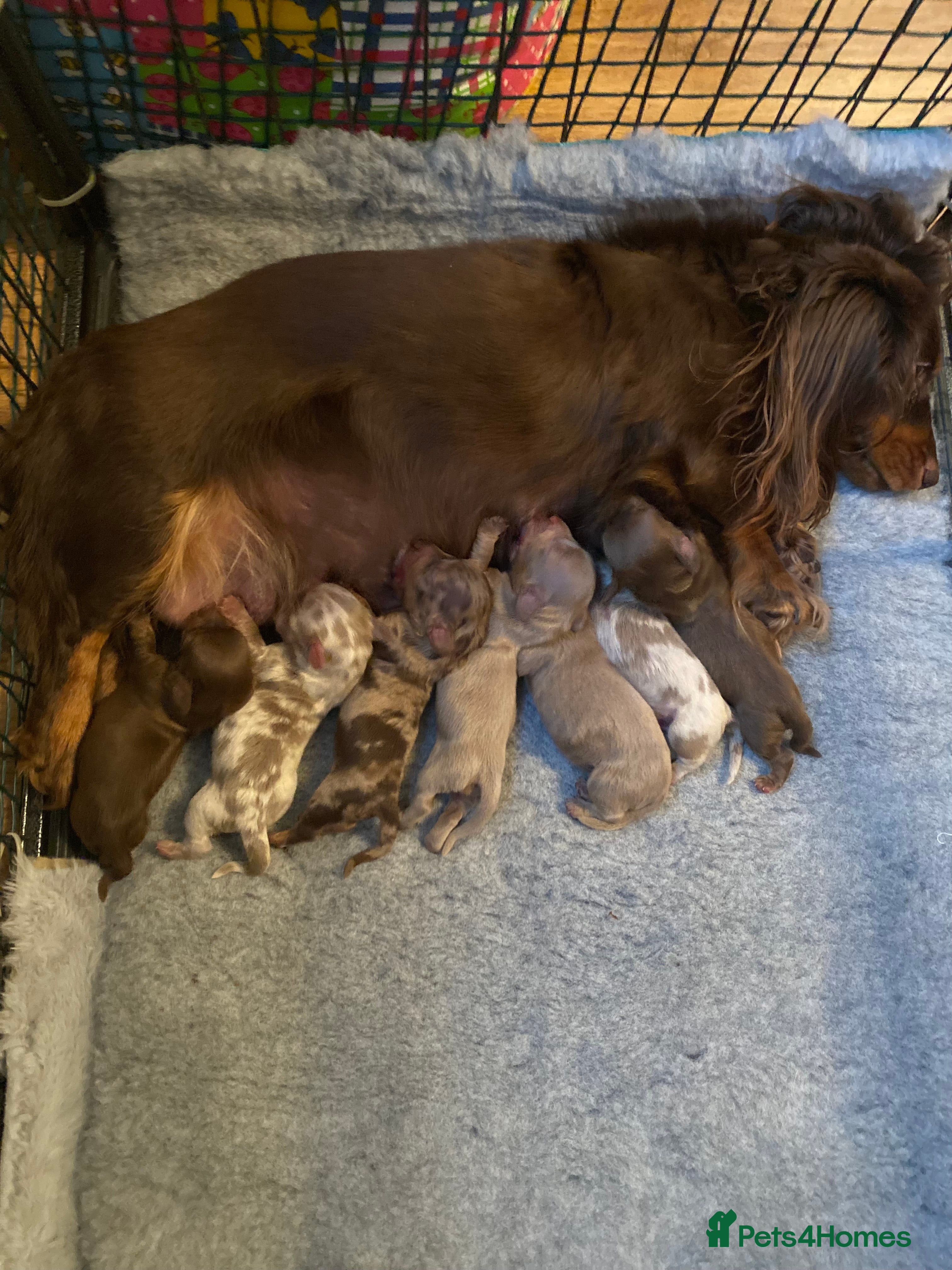 Miniature Dachshund dogs Isabella and tan long haired miniature dachshund  - Advert 4
