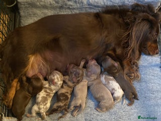 Miniature Dachshund dogs Isabella and tan long haired miniature dachshund - Advert 4