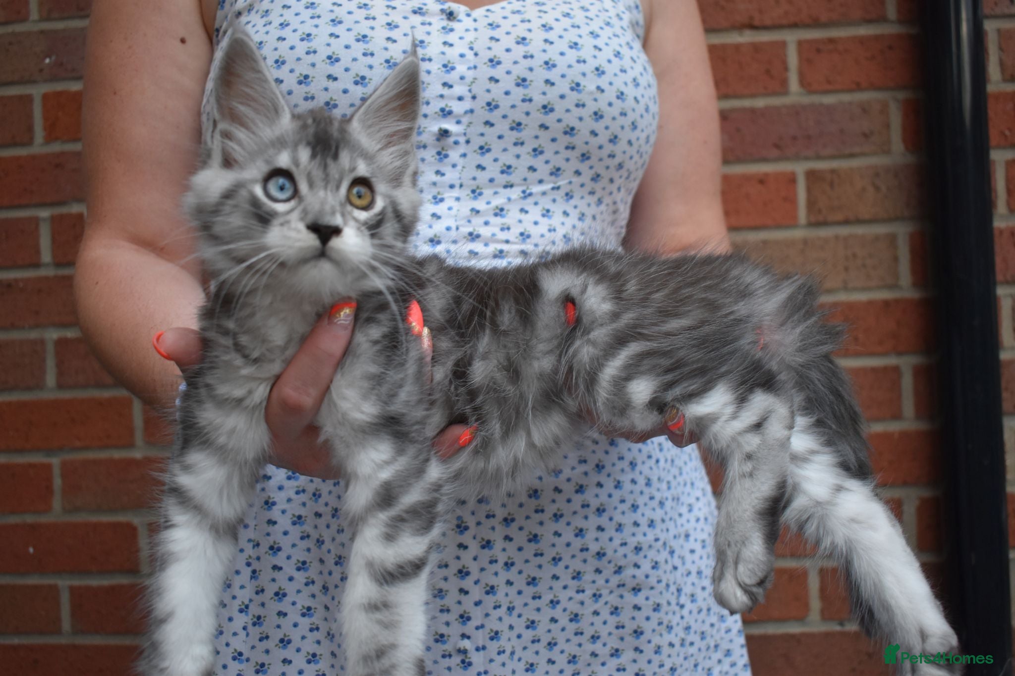 Maine Coon cats 😊Beautiful TICA registered Maine Coon Kittens😊  - Advert 2