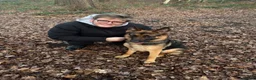 German Shepherd dogs for sale: 1 year old german shepherd  in Doncaster - Advert 9