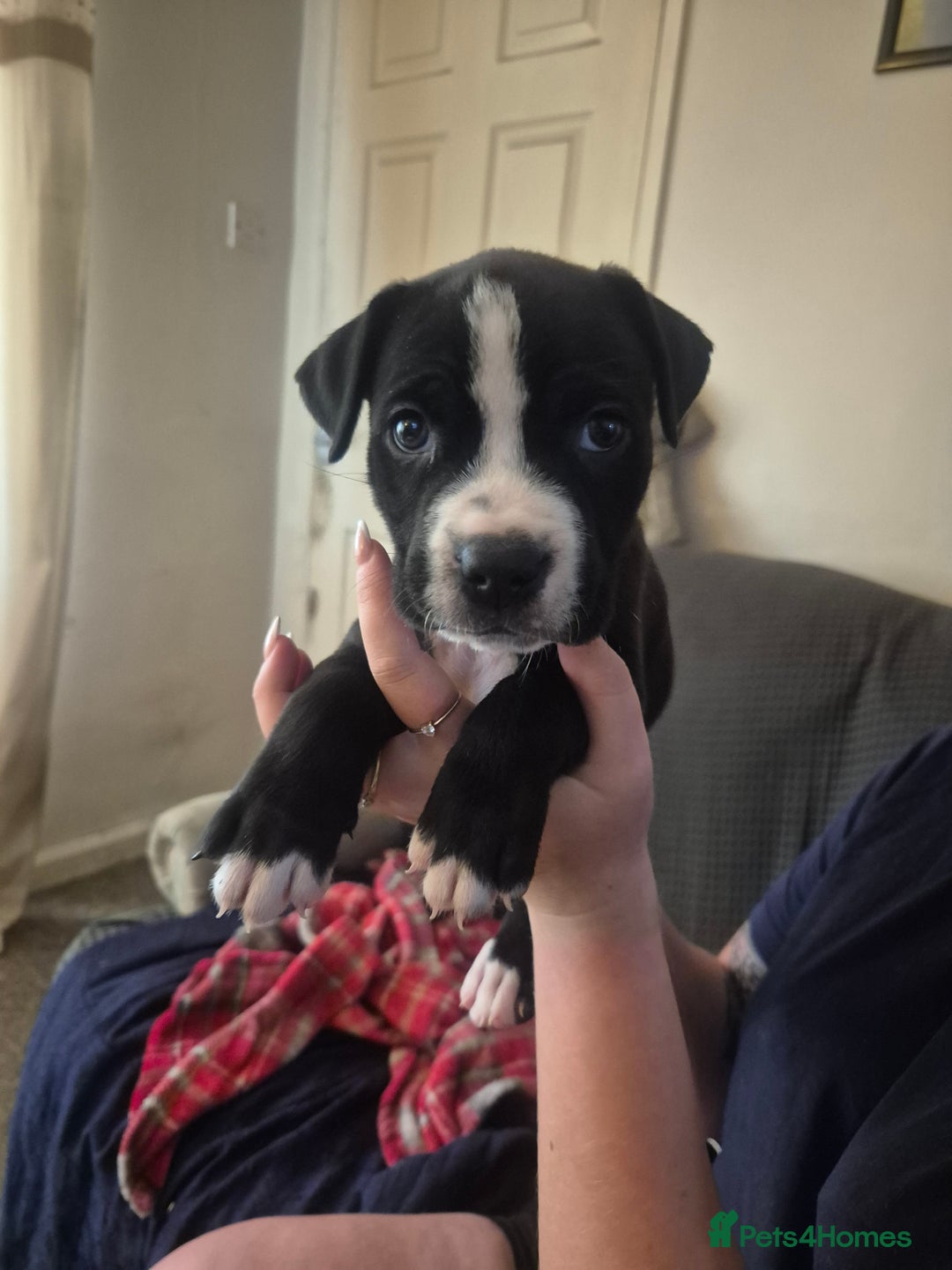Mixed Breed dogs for sale: Litter of 7 beautiful puppies - Image 8