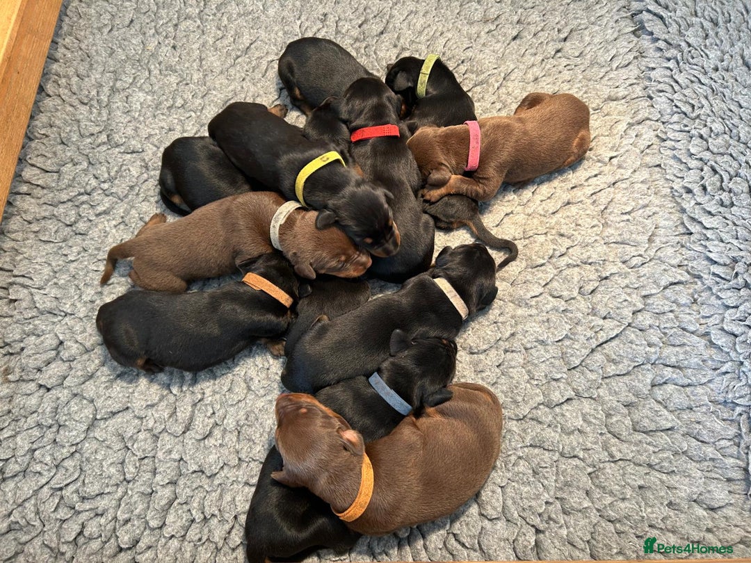 Dobermann dogs for sale: Outstanding KC Reg Dobermann puppies - Image 8