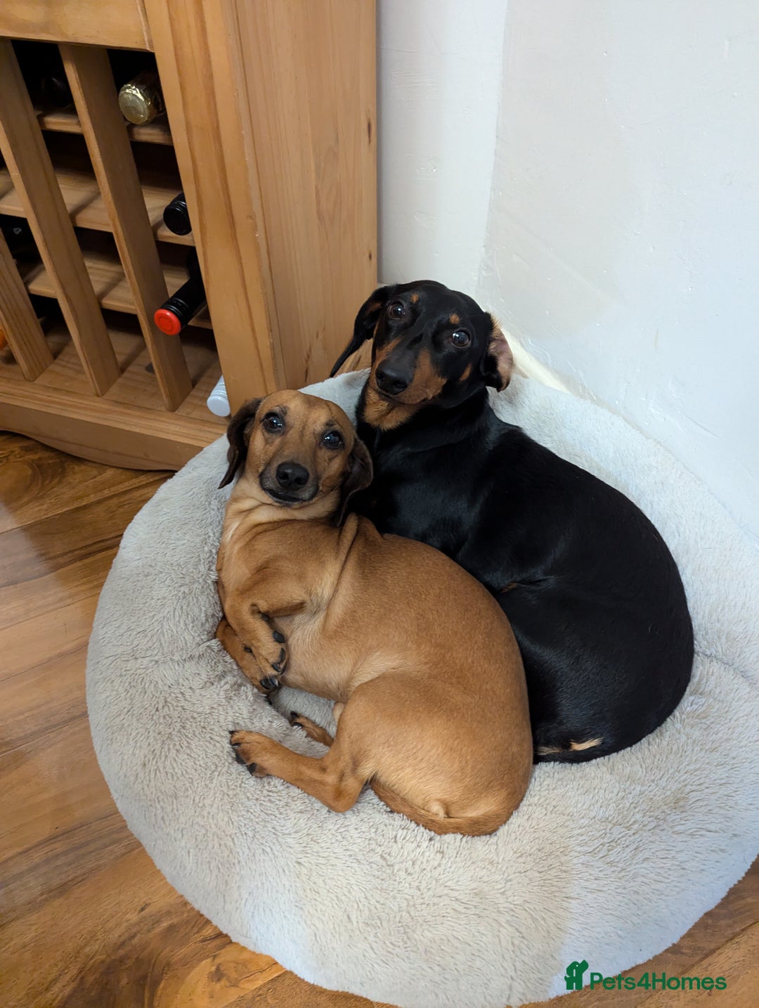 Dachshund dogs for sale: Three Miniature Dachshund puppies ready for sale  - Image 10