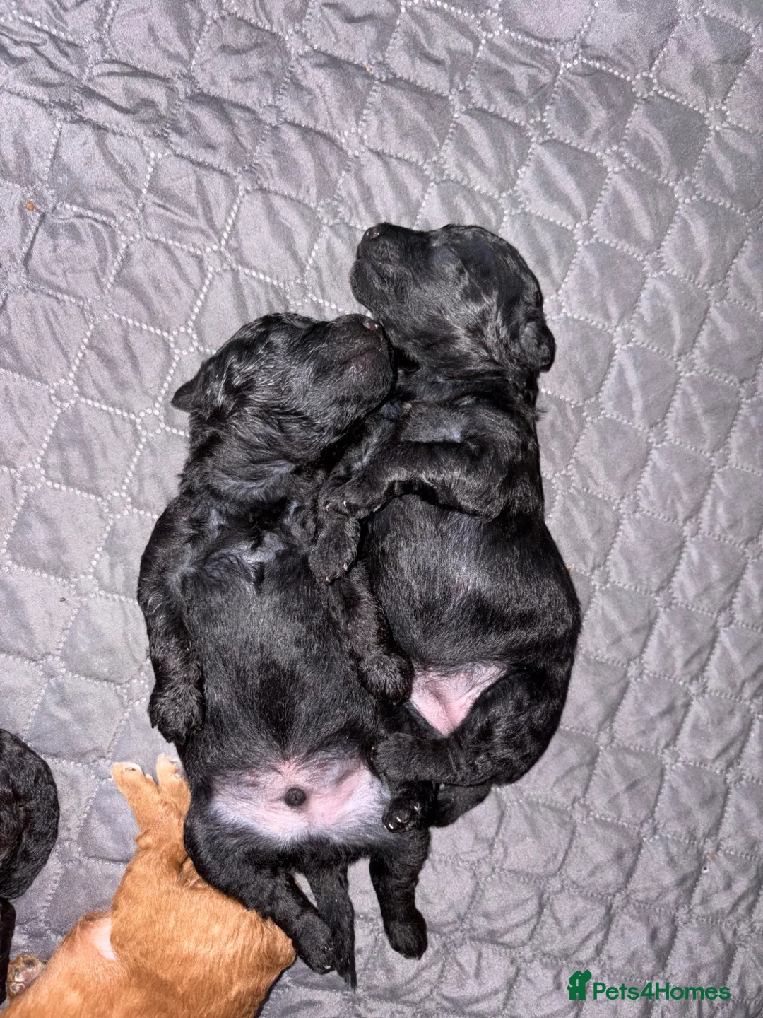 Yorkiepoo dogs for sale: Toy poodle mixes - Advert 2