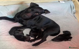 Mixed Breed dogs for sale: Gorgeous Jack x chihauhua pups ❤️ - Image 11