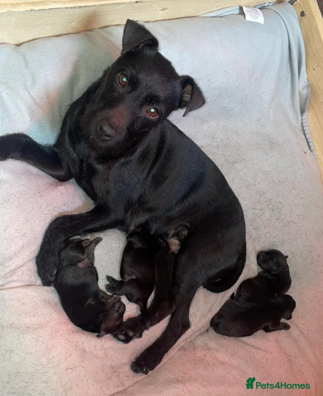 Mixed Breed dogs for sale: Gorgeous Jack x chihauhua pups ❤️ - Image 11