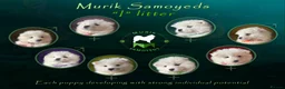 Samoyed dogs for sale: KC Registered Samoyeds from Proven Champion Lines - Advert 2
