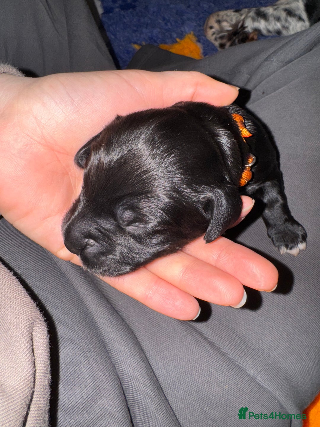 Sprocker dogs for sale: Sprocker Spaniel Puppies - Advert 14