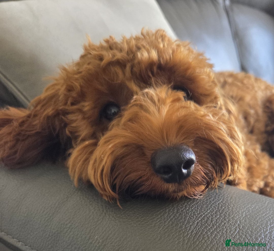 Cockapoo dogs for sale: Fox Red F1b Cockapoo Male - Image 7