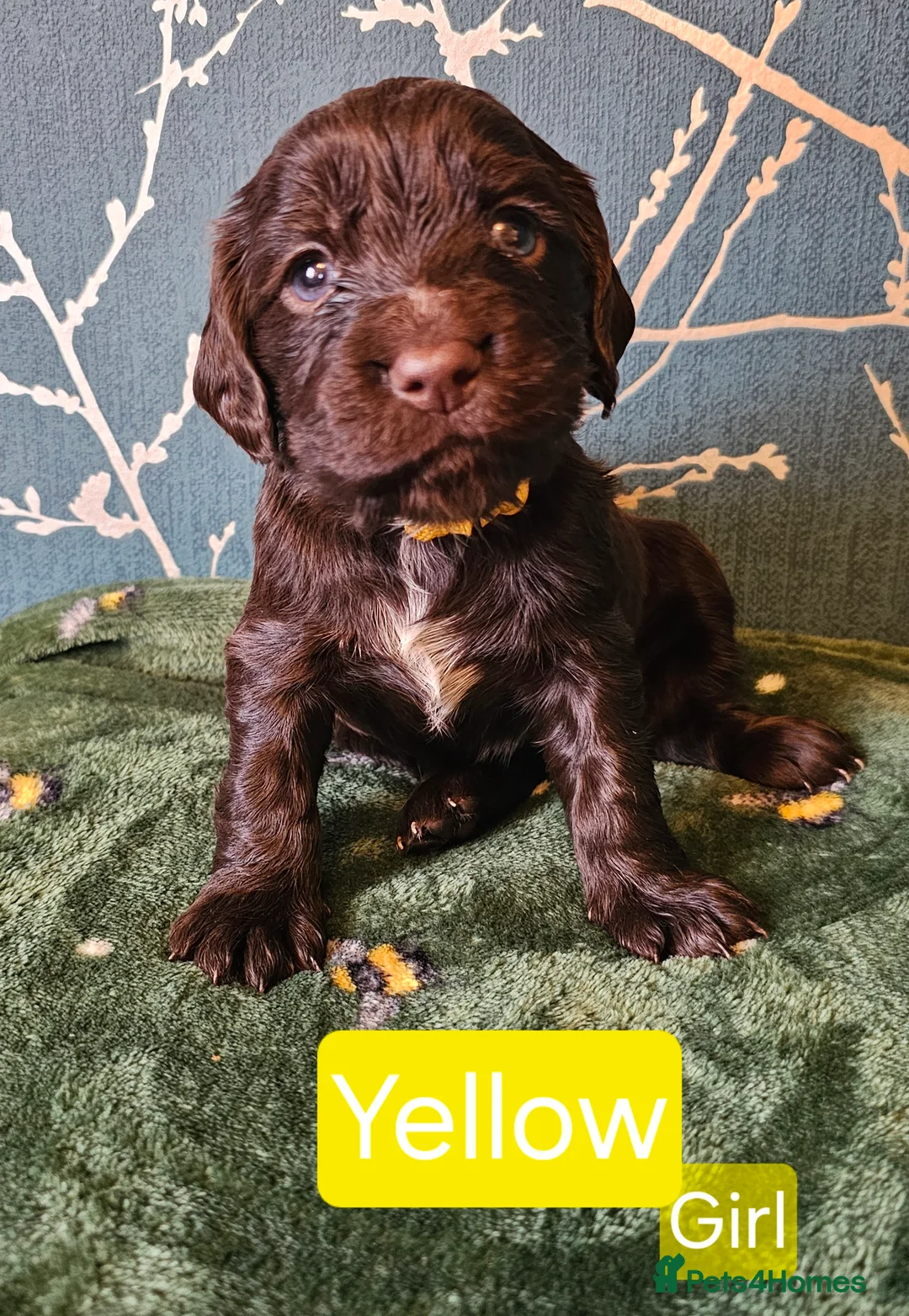 Cocker Spaniel dogs for sale: Working cocker spaniel puppies - Advert 2