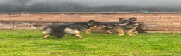 German Shepherd dogs for stud: Morgan  in Wembley - Advert 4