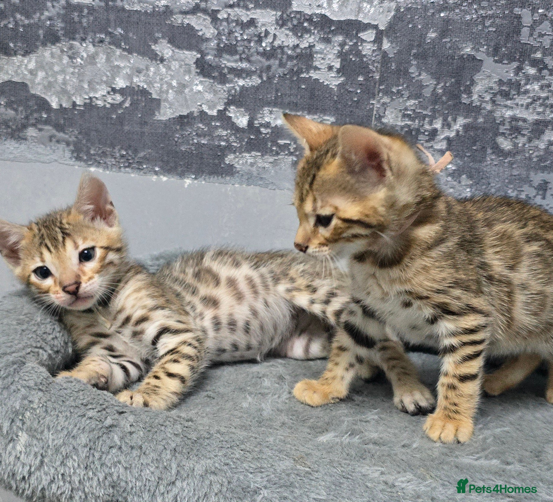 Bengal cats Only 1 Boy left and ready from middle May - Advert 1