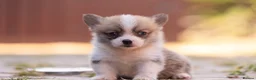 Welsh Corgi Pembroke dogs for sale: Show quality Pembrokeshire corgi READY NOW!!! - Advert 25