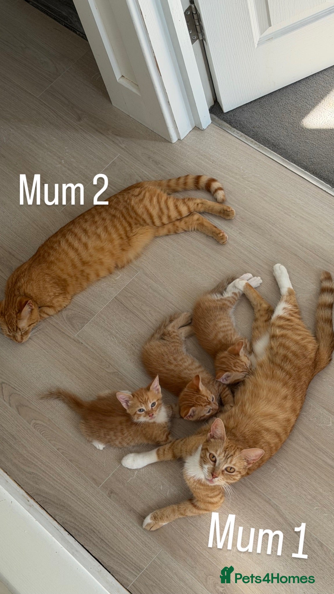 Domestic Shorthair cats Ginger cats - Advert 1