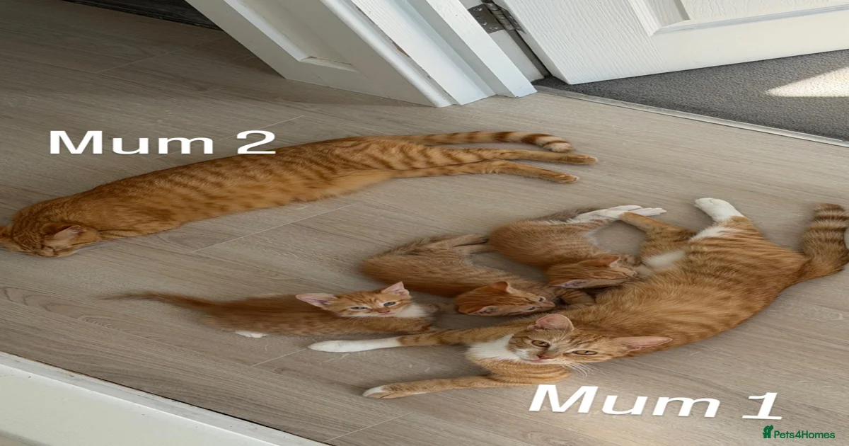 Ginger cats for sale in Broxbourne | Pets4Homes
