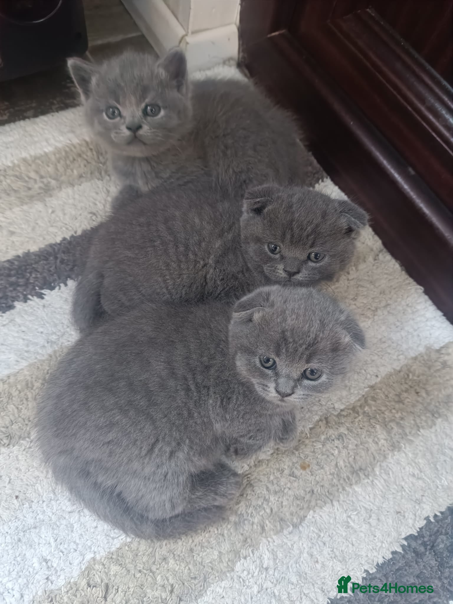 Scottish Fold cats Scottish Fold Kittens - Advert 5