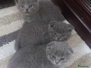Scottish Fold cats Scottish Fold Kittens - Advert 5