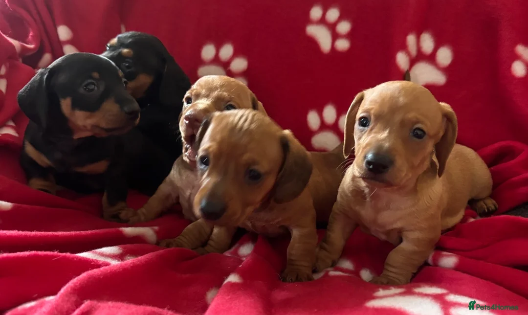 Miniature Dachshund dogs for sale: Kc reg 5 mini dachshund for sale  - Advert 1