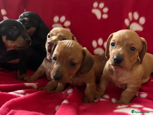 Miniature Dachshund dogs for sale: Kc reg 5 mini dachshund for sale - Advert 3