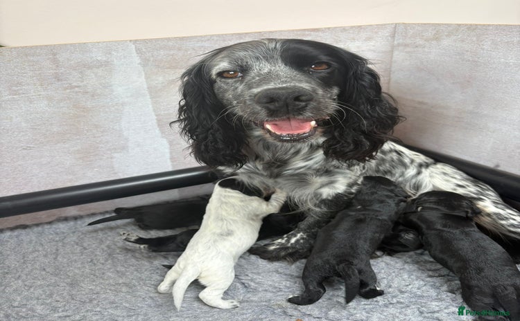 Cocker Spaniel dogs - Advert 2