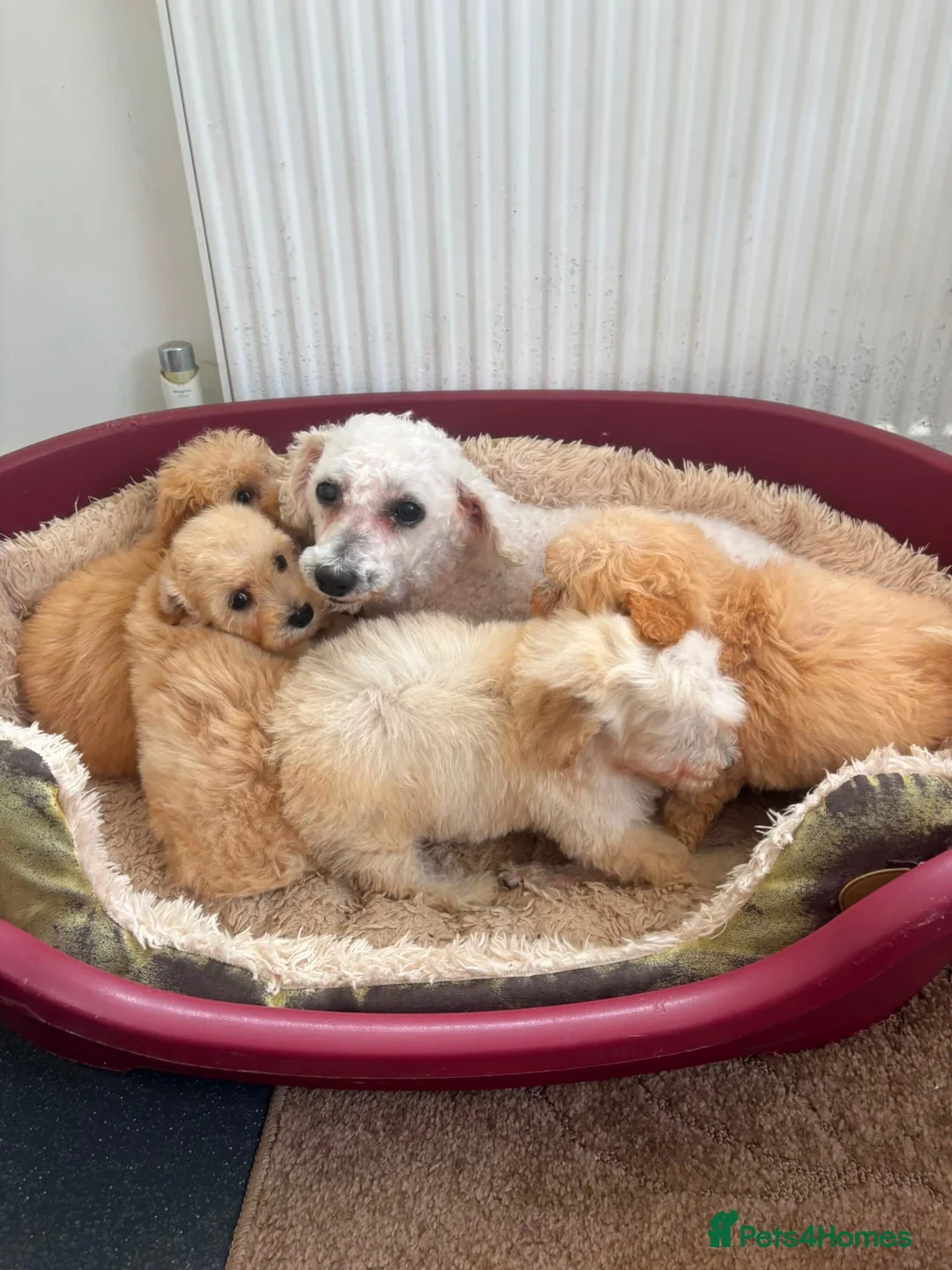 Poochon dogs for sale: F1 poochons puppy’s READY NOW - Advert 2