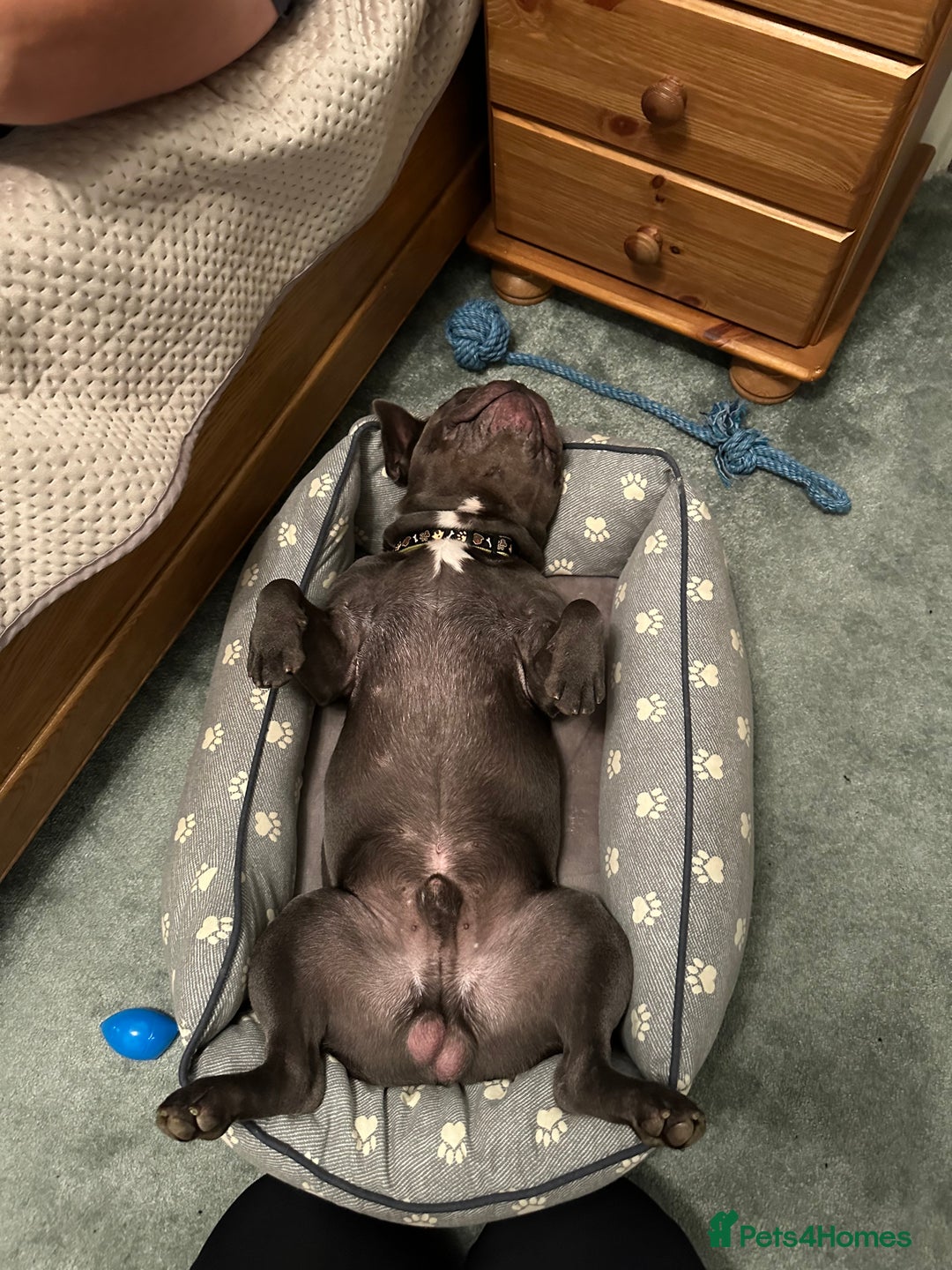 French Bulldog dogs for stud: Blue&Tan French Bulldog ready for stud £500 in Northampton - Advert 12