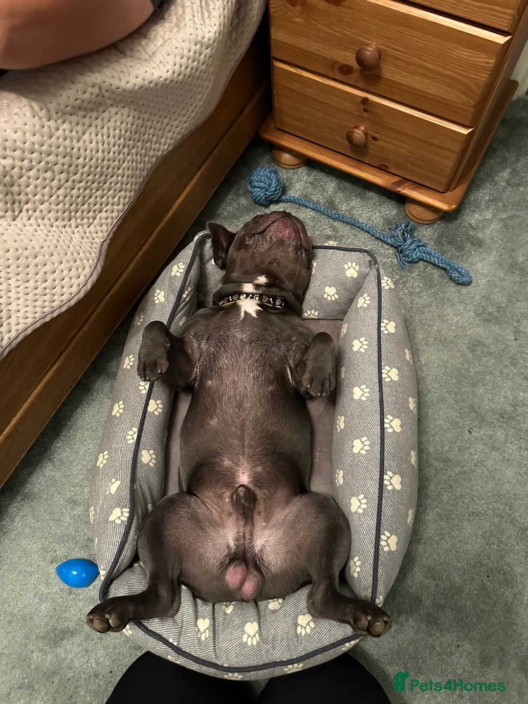 French Bulldog dogs for stud: Blue&Tan French Bulldog ready for stud £500 in Northampton - Advert 12