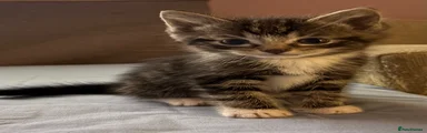 Mixed Breed Kitten 1