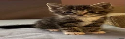 Mixed Breed cats for sale: Kittens!!!  - Advert 14