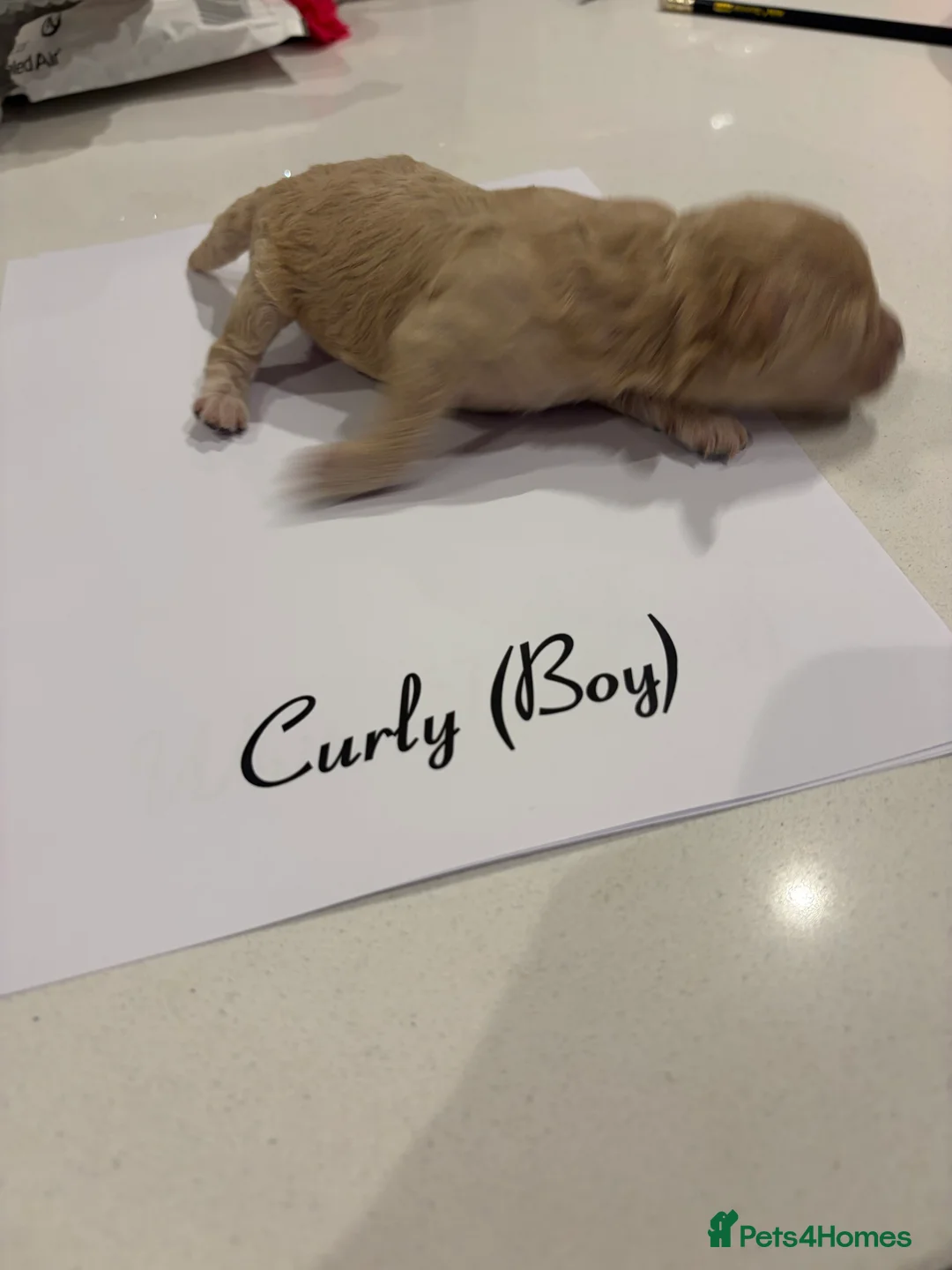 Poochon dogs for sale: 🐾Miniature Poochon puppies sold 8/2/26 - Advert 13