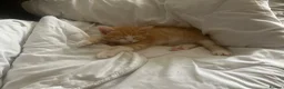 Scottish Fold cats for sale: Scottish Fold /Munchkin kittens - Advert 12