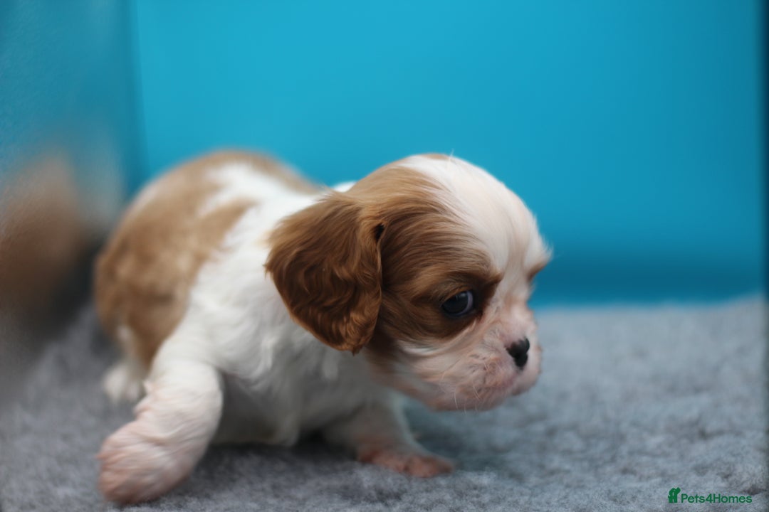 Cavalier King Charles Spaniel dogs for sale: Champion lines, heart/health tested, KC registered - Advert 30