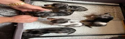 Miniature Dachshund dogs for sale: Beautiful mini dachshund  in Sandy - Advert 4