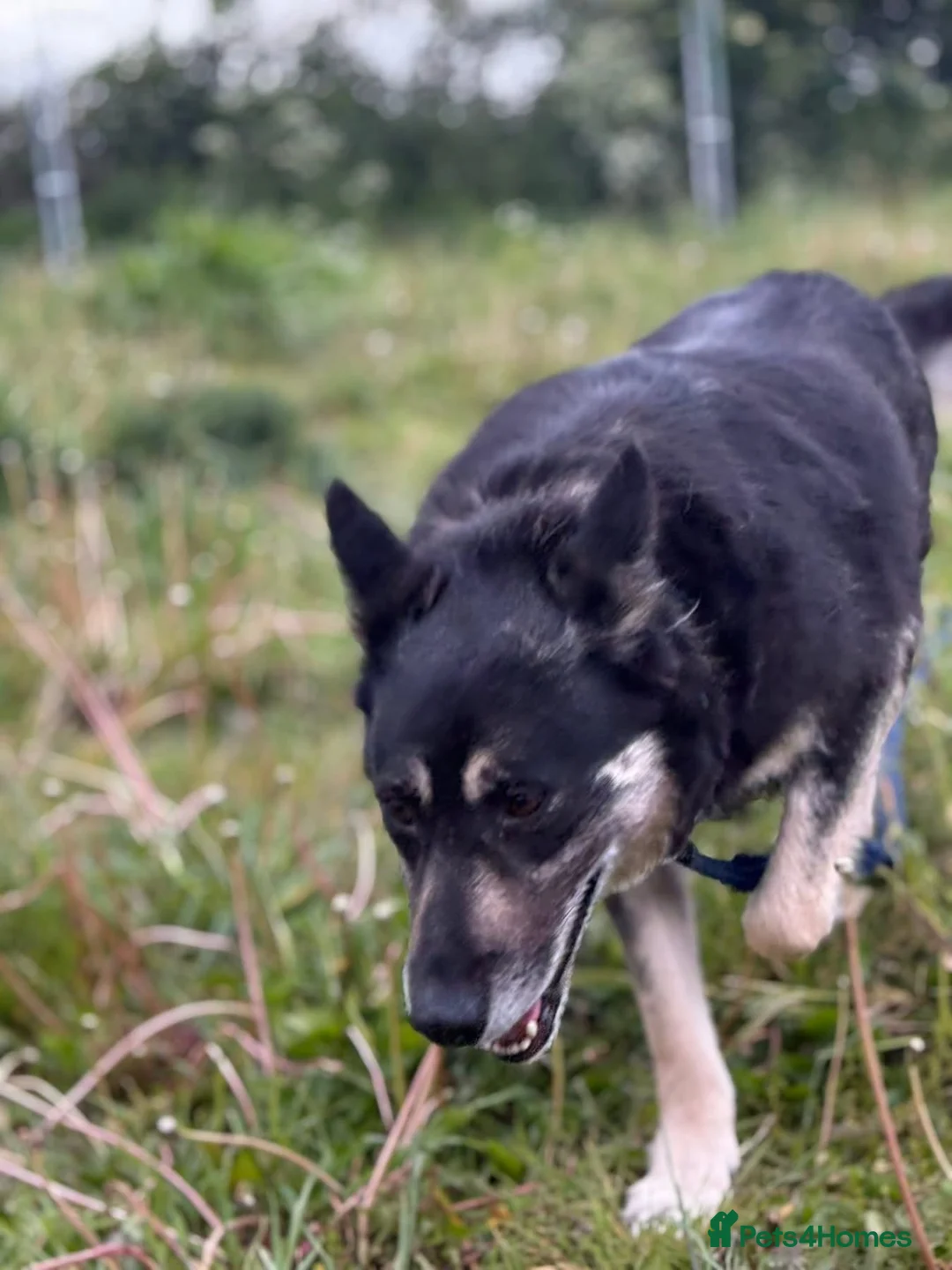 Mixed Breed dogs for adoption: Megan - Norwich Norfolk  - Advert 2