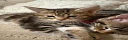 Maine Coon cats for sale: Maine Coon Kittens — Fluffy, Friendly - Advert 19