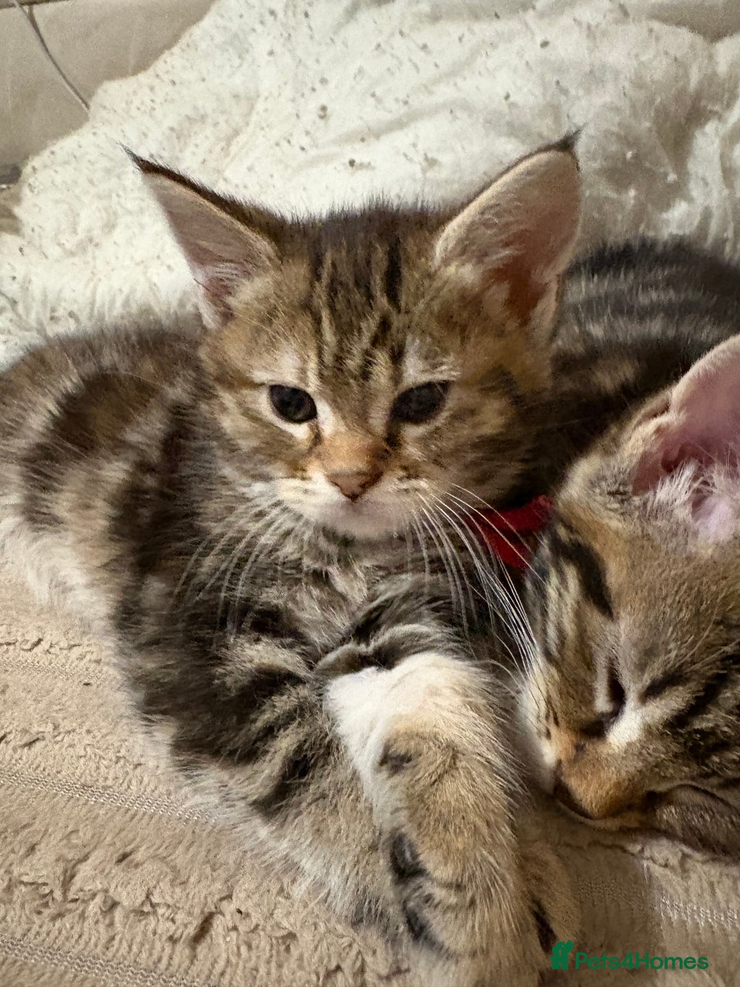 Maine Coon cats for sale: Maine Coon Kittens — Fluffy, Friendly - Advert 19