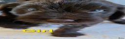 Cockapoo dogs for sale: Beautiful cockapoo puppies   - Advert 31