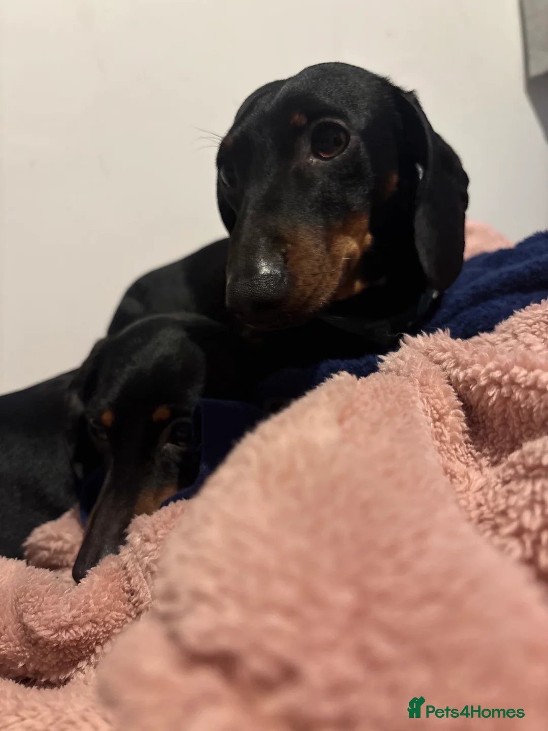 Miniature Dachshund dogs for stud: Squirty Bertie Stud Dog  - Advert 2