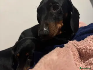 Miniature Dachshund dogs Squirty Bertie Stud Dog - Advert 18