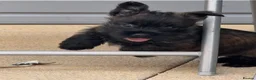Cairn Terrier dogs for sale: Male reg pup off health tested parents avail now - Advert 2