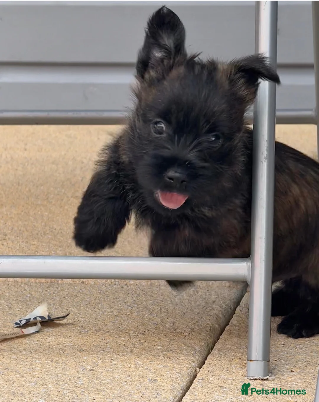 Cairn Terrier dogs for sale: Male reg pup off health tested parents avail now - Advert 2