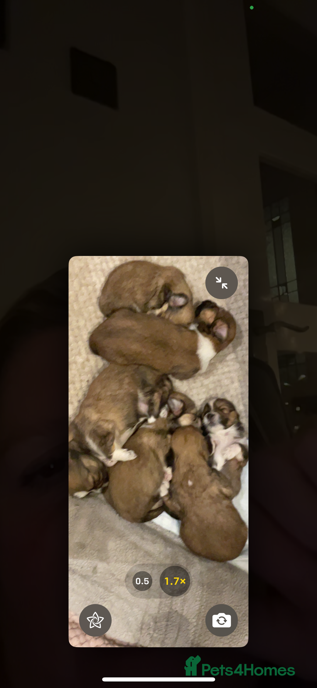 Lhasa Apso dogs for sale: 4 stunning pedigree Lhasa apsos for sale  - Image 2