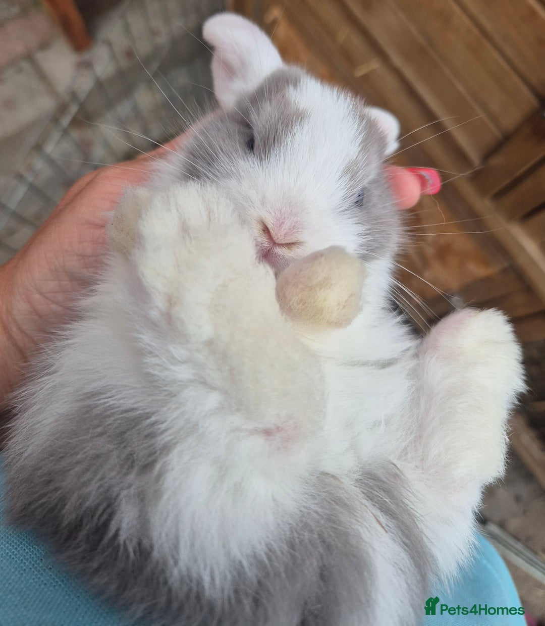 English Lop rabbits for sale: Beautiful dark grey split lop buck and liac doe - Image 10