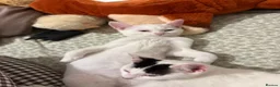 British Shorthair cats for sale:  Boy and girl kitten  in Huntingdon - Advert 12