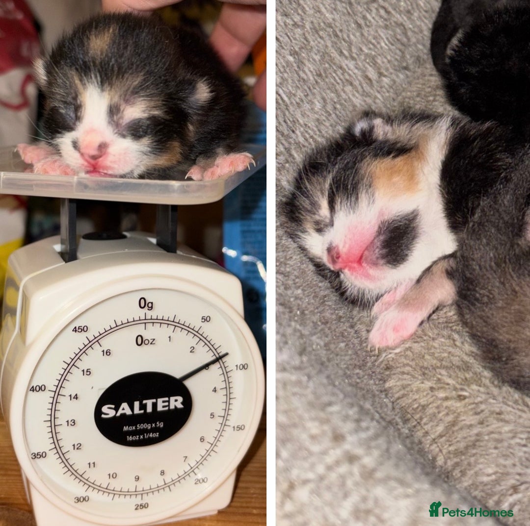 Mixed Breed cats for sale: Stunning Calico Kitten - Advert 6