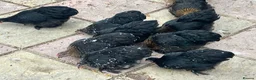 Chickens poultry for sale: 11 female point of lay Pekin for sales  - Advert 7