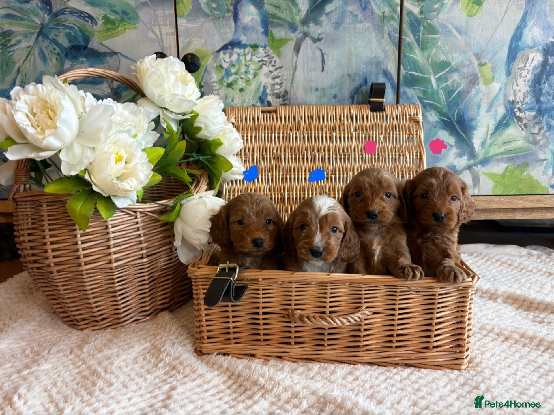 Cockapoo dogs for sale: Cockapoo F1 show type pups, PRIZEWINNING LINES  - Advert 1