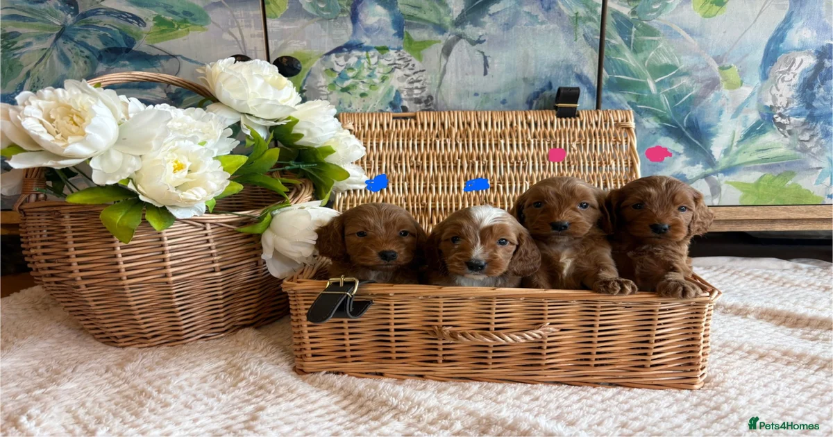 Cockapoo F1 show type pups, PRIZEWINNING LINES for sale in Wellington ...