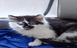 British Longhair cats for sale: two british longhair kittens - Image 3